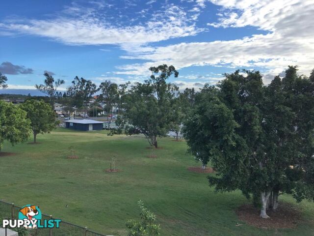 42 Andrews Street CANNON HILL QLD 4170