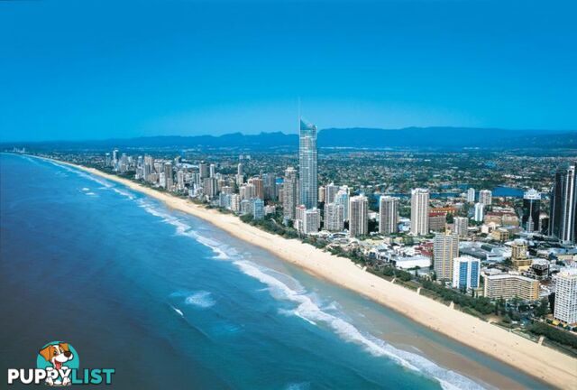 SURFERS PARADISE QLD 4217