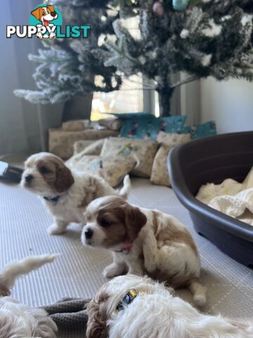 Purebred cavalier puppies