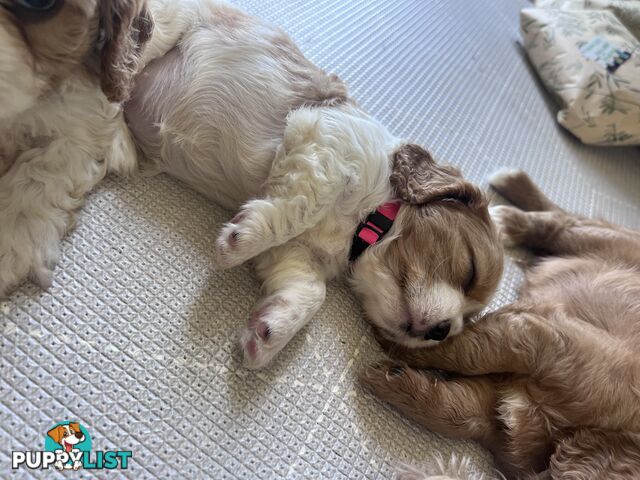 Purebred cavalier puppies