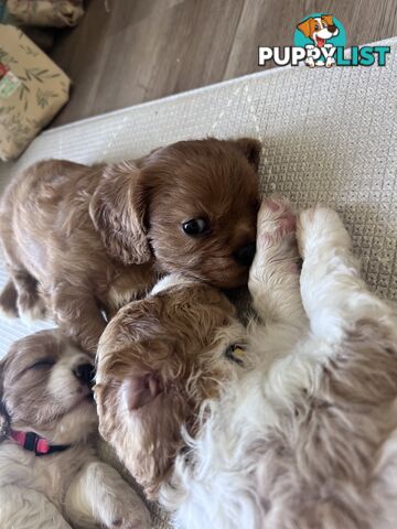 Purebred cavalier puppies