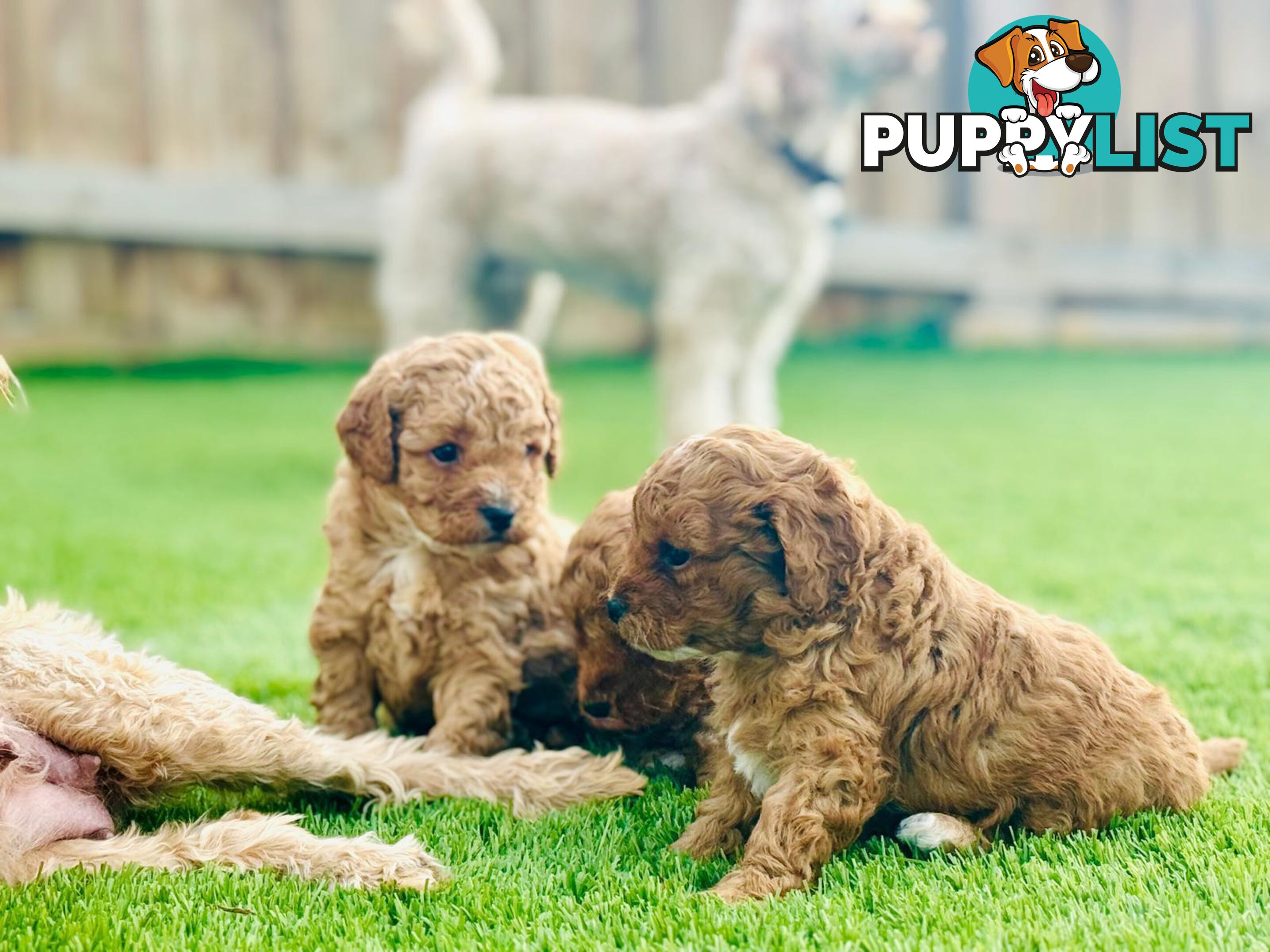 Adorable Toy Cavoodle Puppies for mother's Day: 1 Female, 2 Males