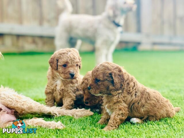 Adorable Toy Cavoodle Puppies for mother's Day: 1 Female, 2 Males