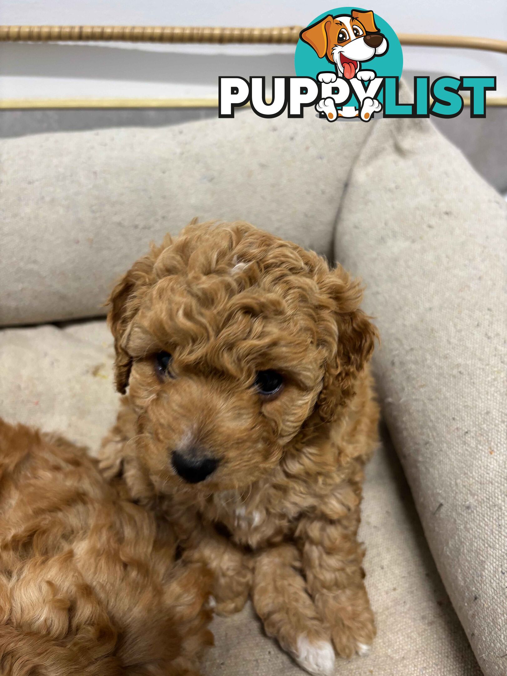 Adorable Toy Cavoodle Puppies for mother's Day: 1 Female, 2 Males