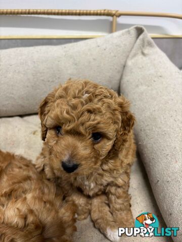 Adorable Toy Cavoodle Puppies for mother's Day: 1 Female, 2 Males