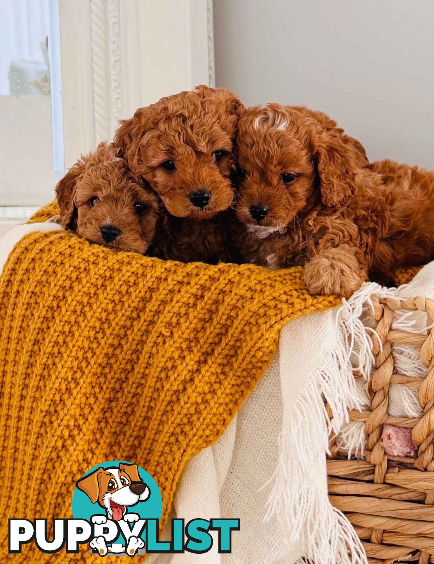 Adorable Toy Cavoodle Puppies for mother's Day: 1 Female, 2 Males
