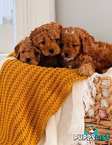Adorable Toy Cavoodle Puppies for mother's Day: 1 Female, 2 Males