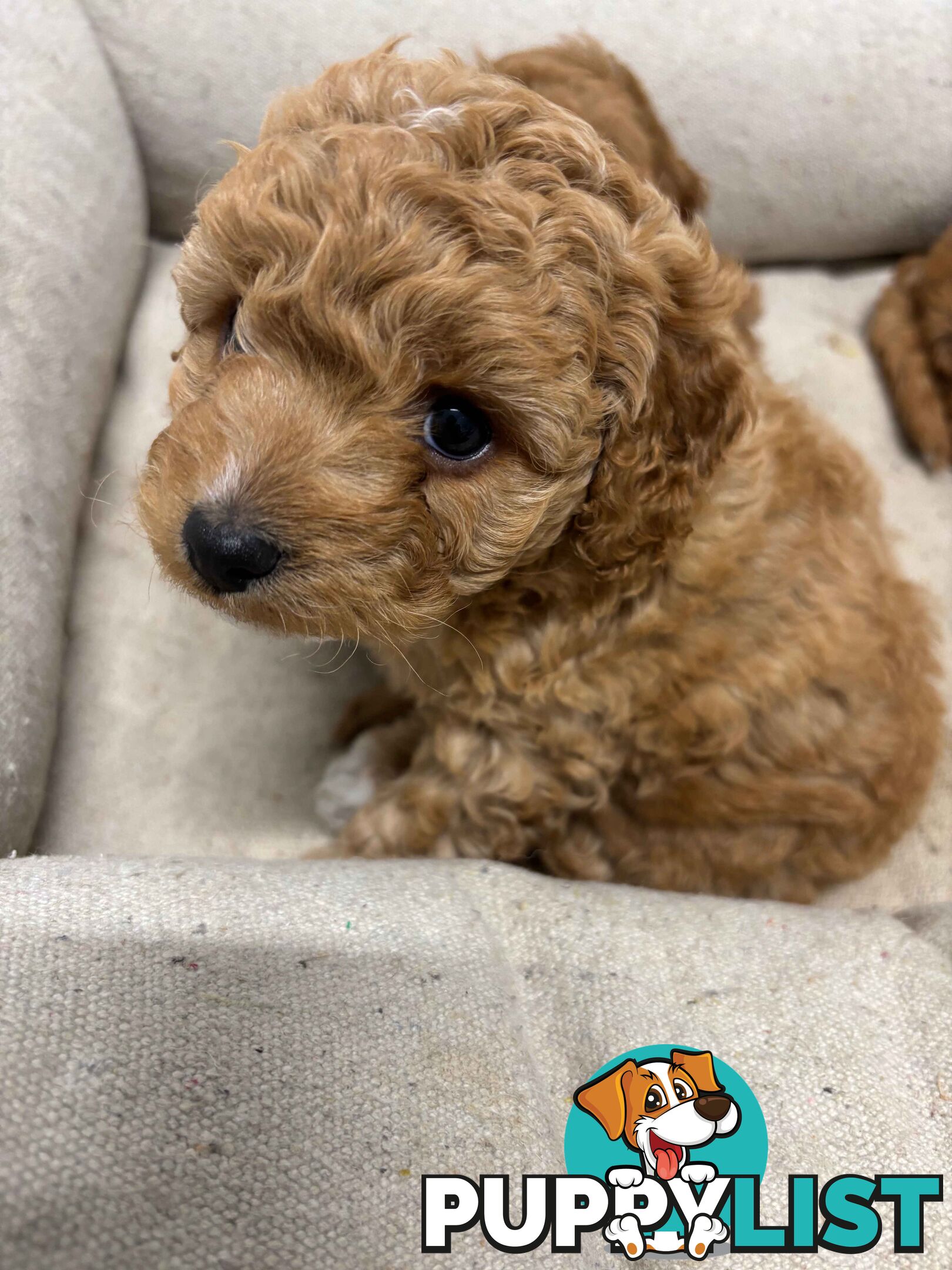 Adorable Toy Cavoodle Puppies for mother's Day: 1 Female, 2 Males