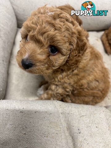 Adorable Toy Cavoodle Puppies for mother's Day: 1 Female, 2 Males