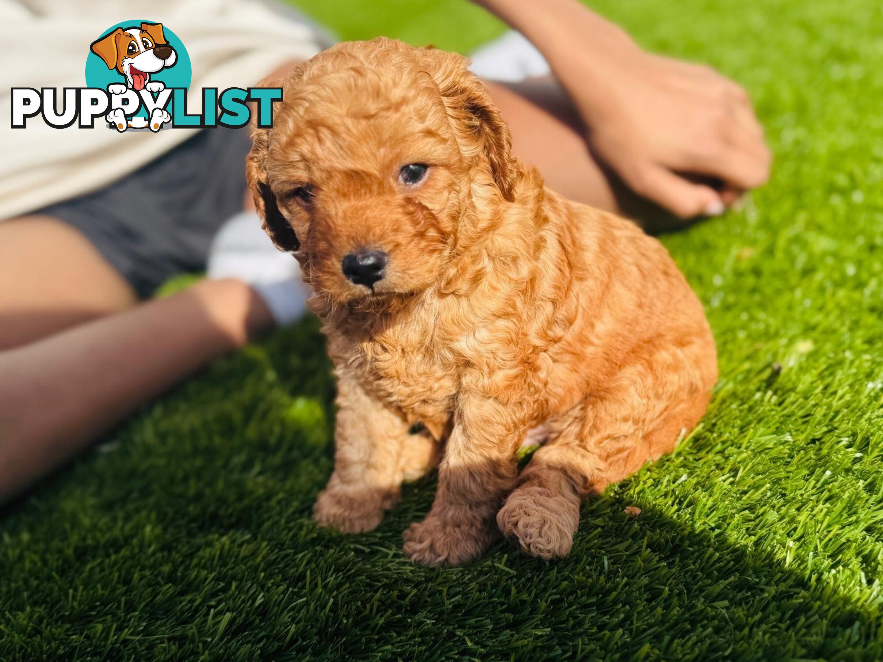 Adorable Toy Cavoodle Puppies for mother's Day: 1 Female, 2 Males