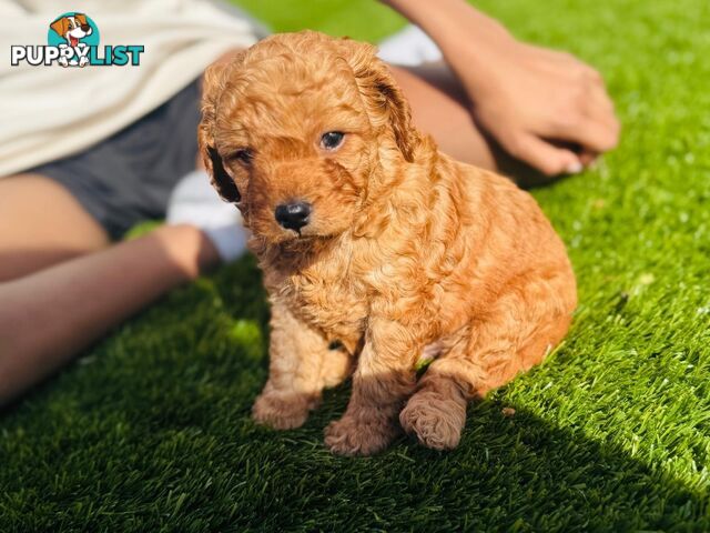 Adorable Toy Cavoodle Puppies for mother's Day: 1 Female, 2 Males