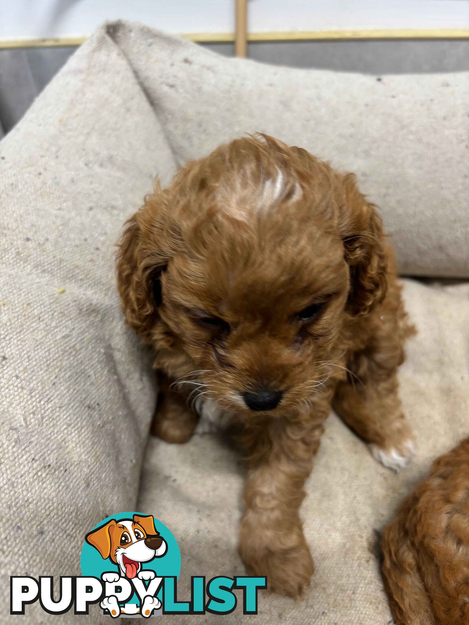 Adorable Toy Cavoodle Puppies for mother's Day: 1 Female, 2 Males