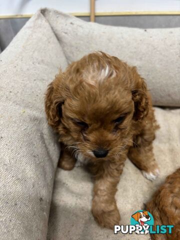 Adorable Toy Cavoodle Puppies for mother's Day: 1 Female, 2 Males