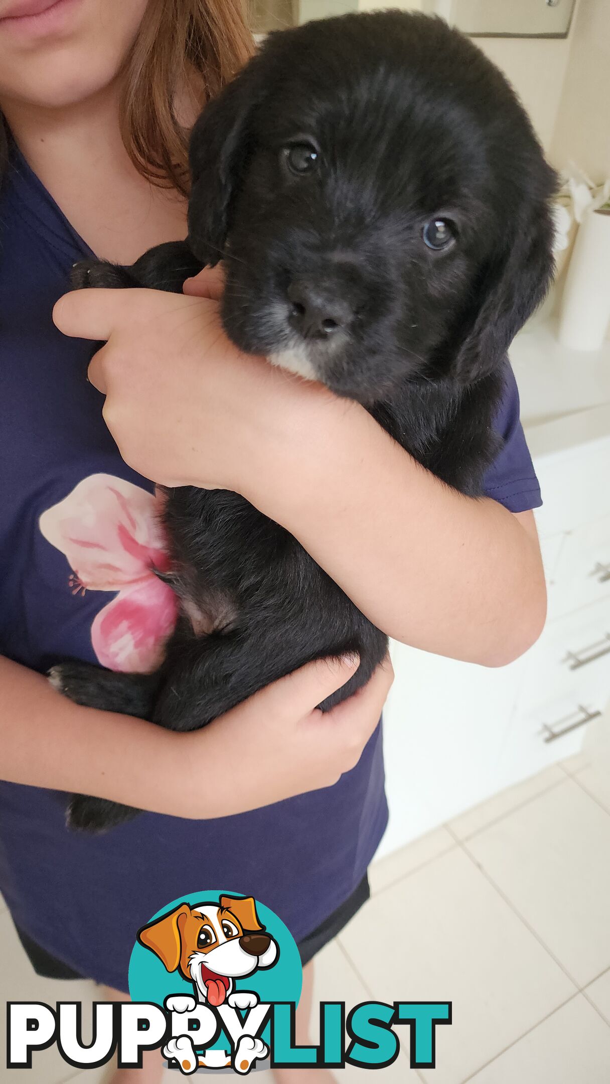 Groodle x beagle puppies