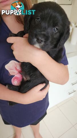 Groodle x beagle puppies