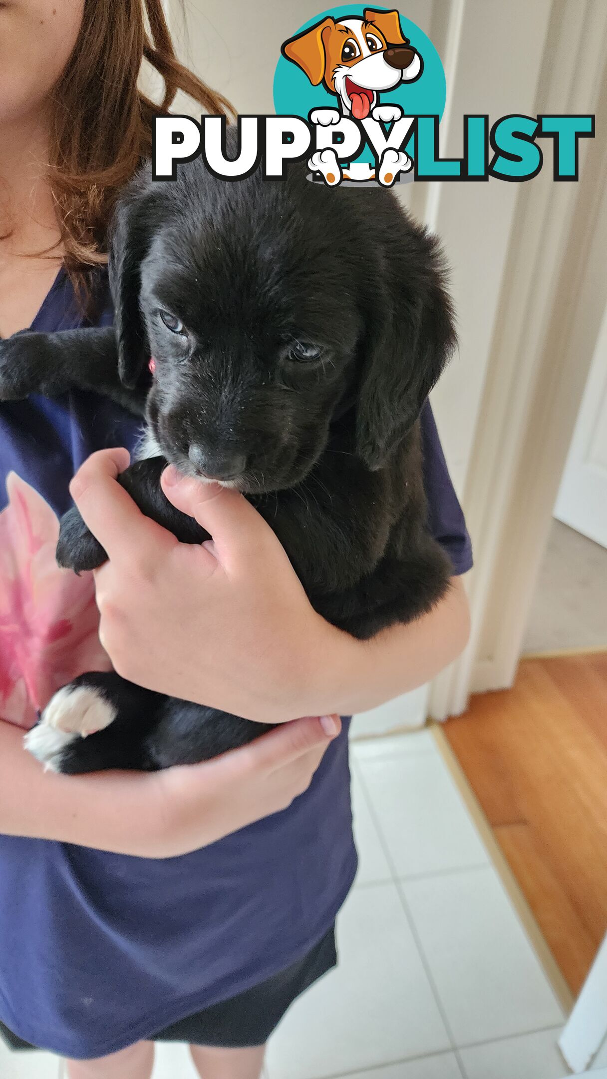 Groodle x beagle puppies
