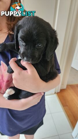 Groodle x beagle puppies