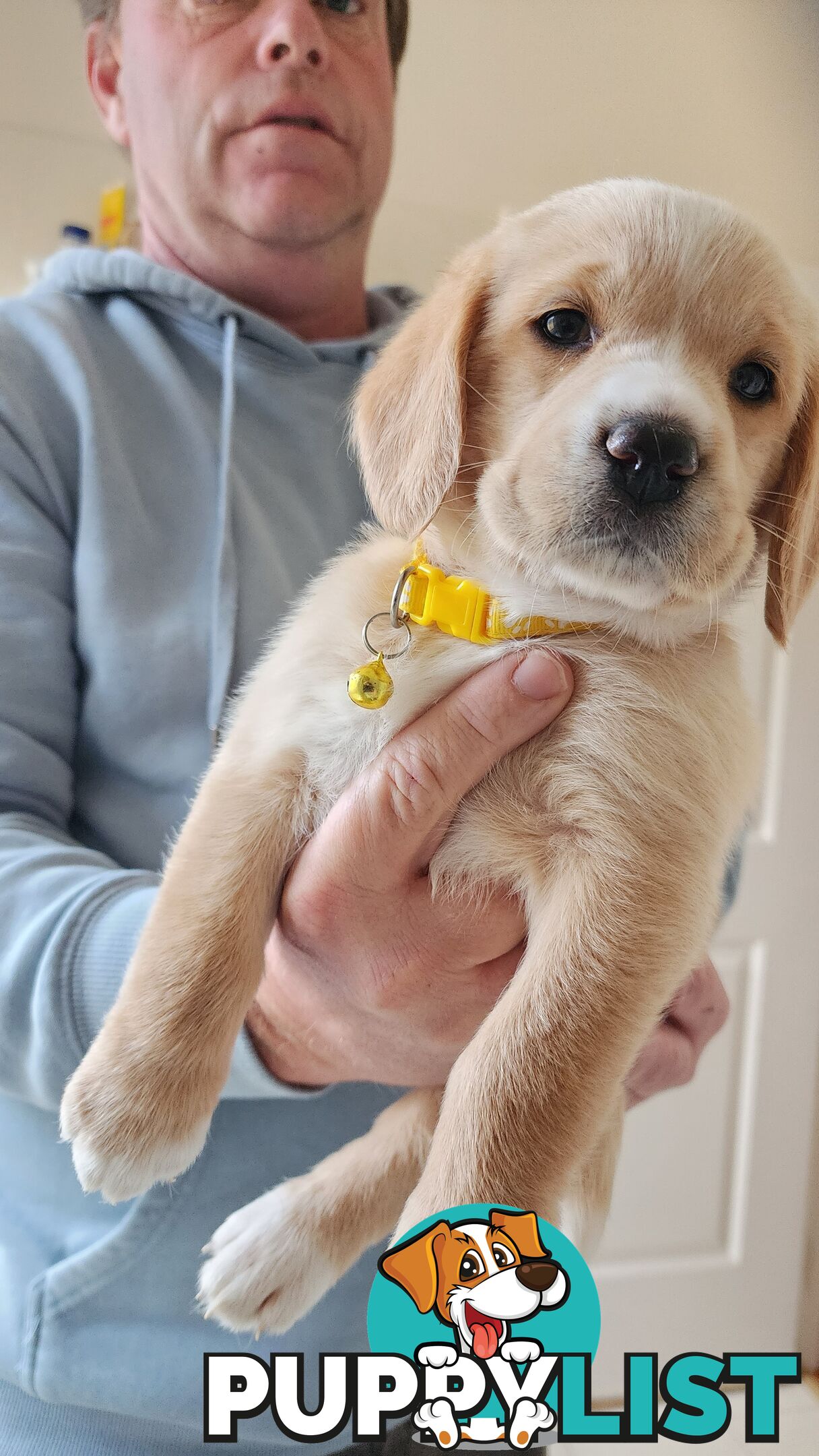 Groodle x beagle puppies