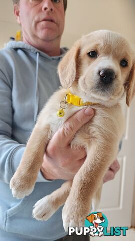 Groodle x beagle puppies