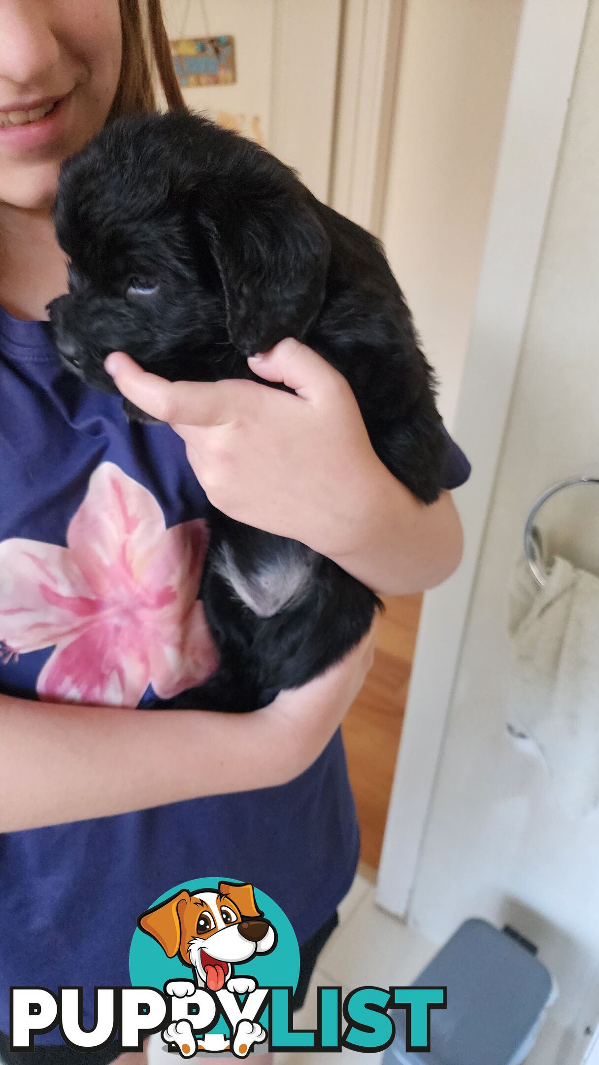 Groodle x beagle puppies