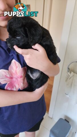 Groodle x beagle puppies