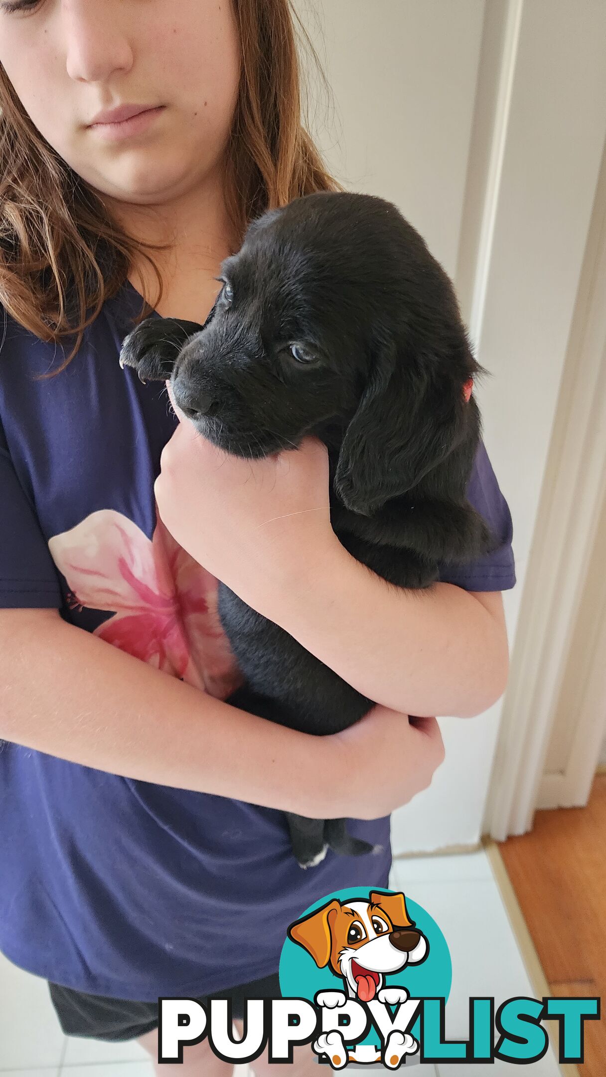 Groodle x beagle puppies
