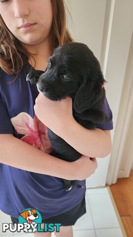 Groodle x beagle puppies