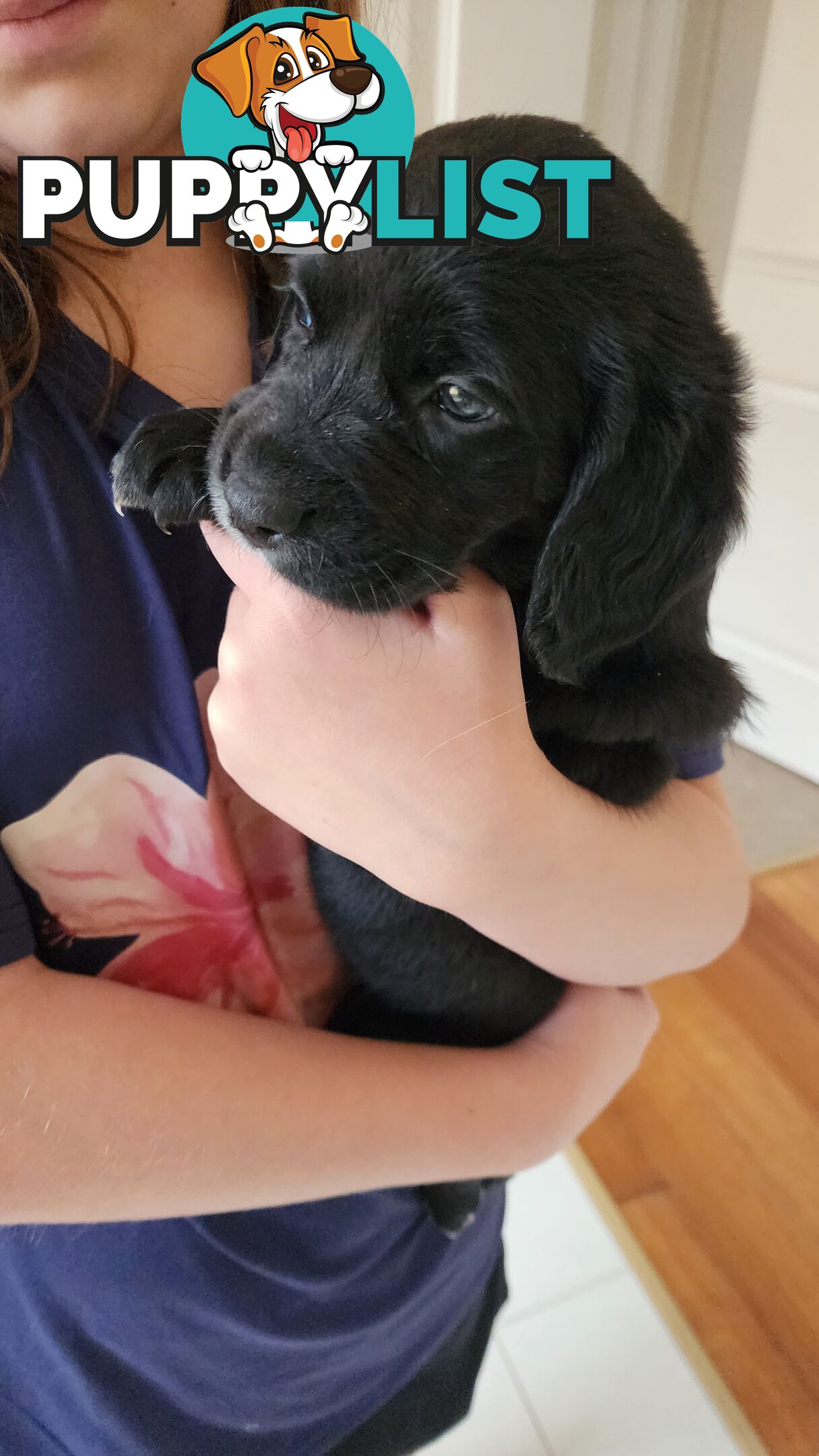 Groodle x beagle puppies