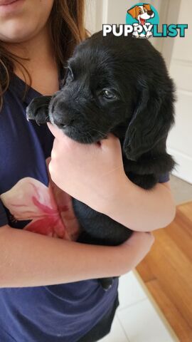 Groodle x beagle puppies