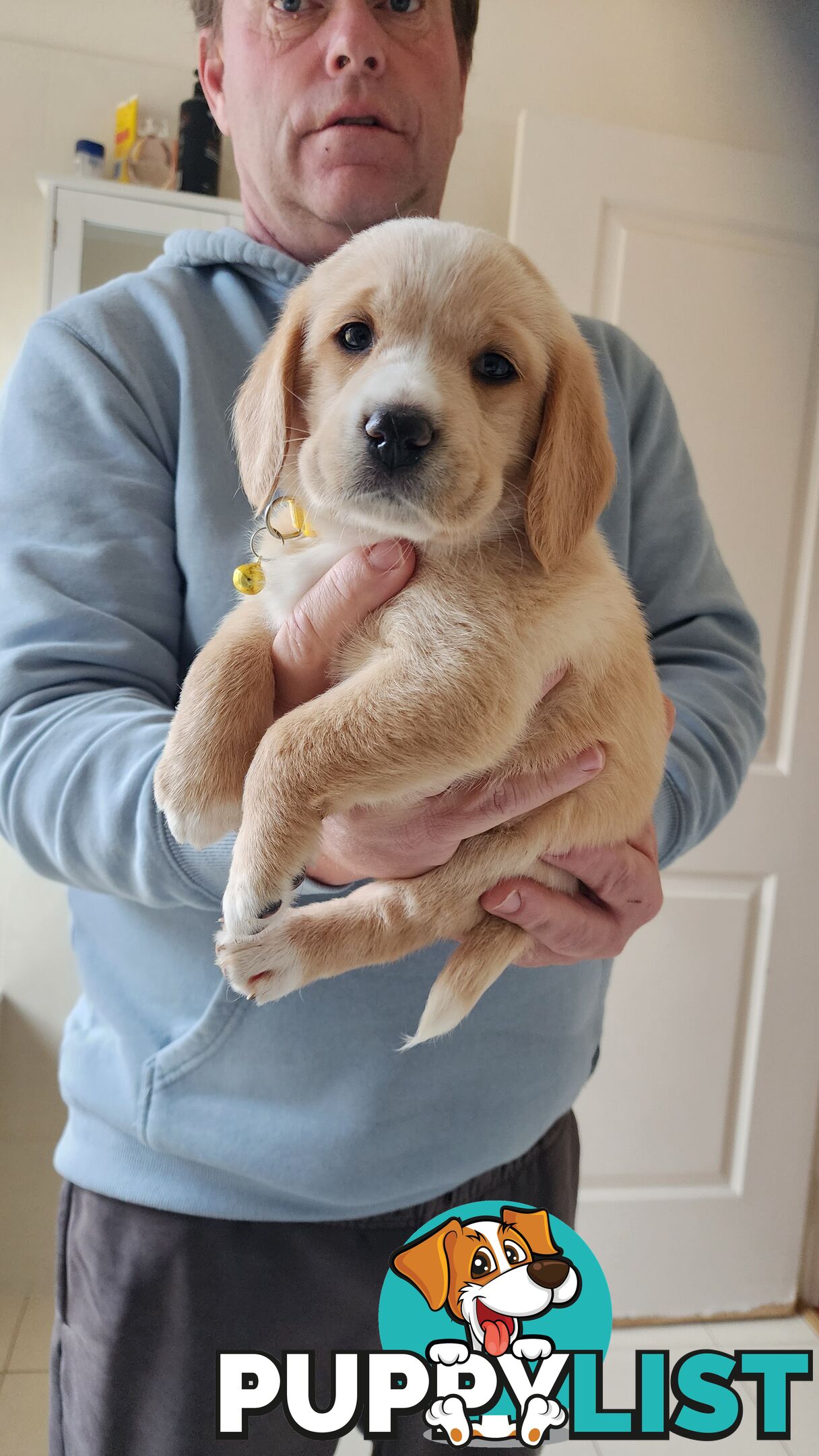 Groodle x beagle puppies