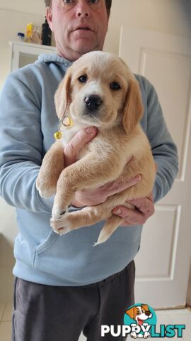Groodle x beagle puppies