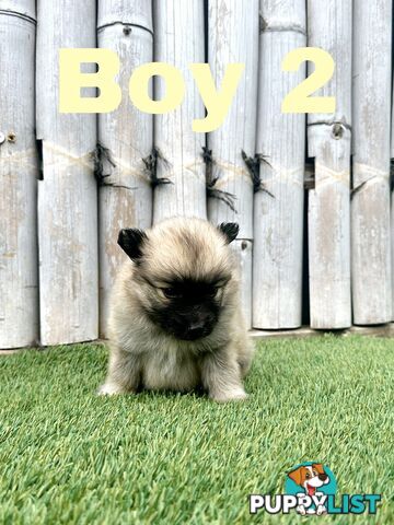 Gorgeous Spitz x Aussie Pom Pups ❤️ Ready to be homed this week!