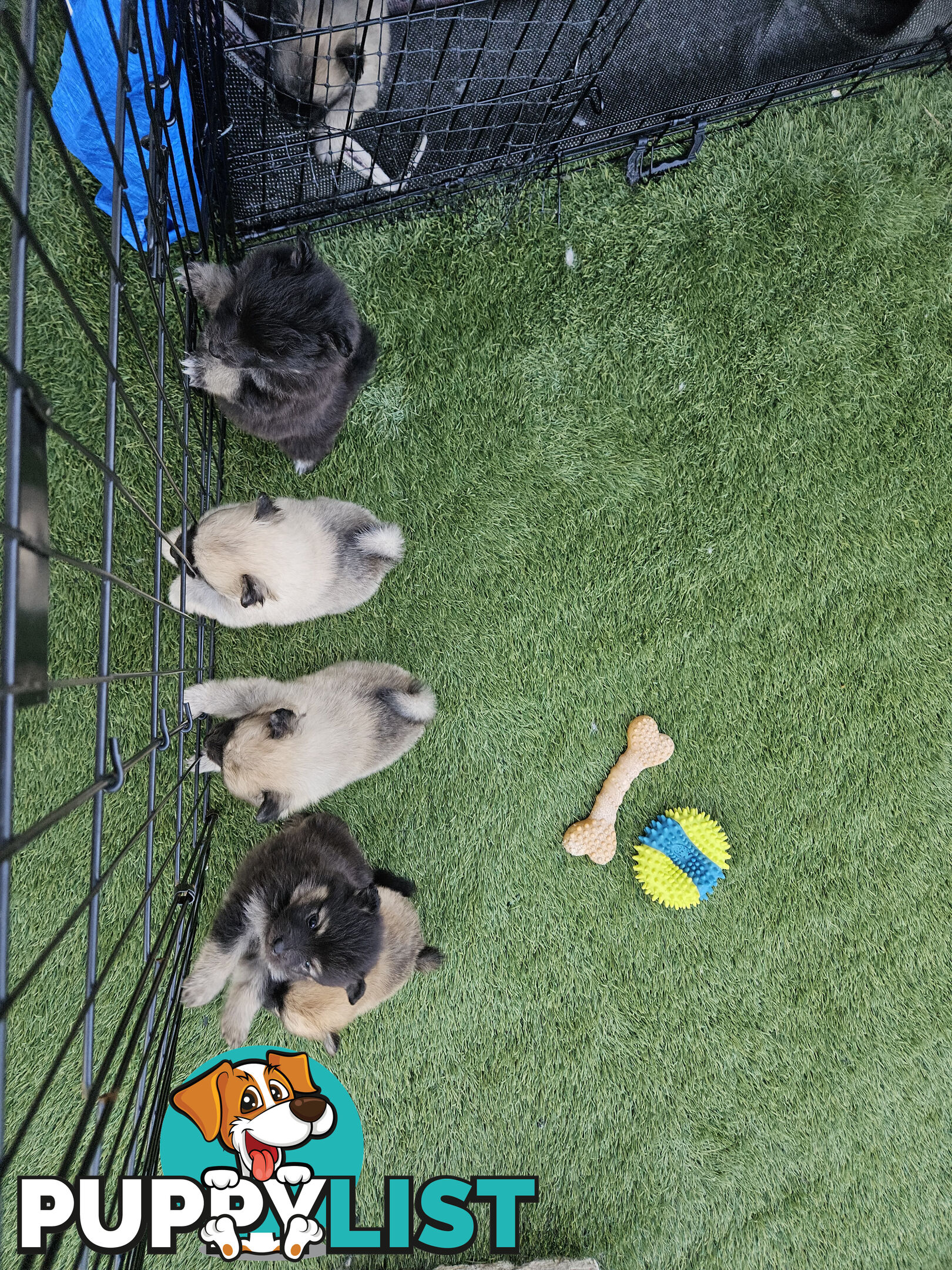 Gorgeous Spitz x Aussie Pom Pups ❤️ Ready to be homed this week!