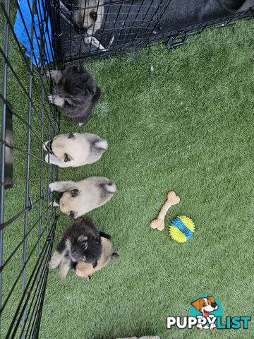 Gorgeous Spitz x Aussie Pom Pups ❤️ Ready to be homed this week!