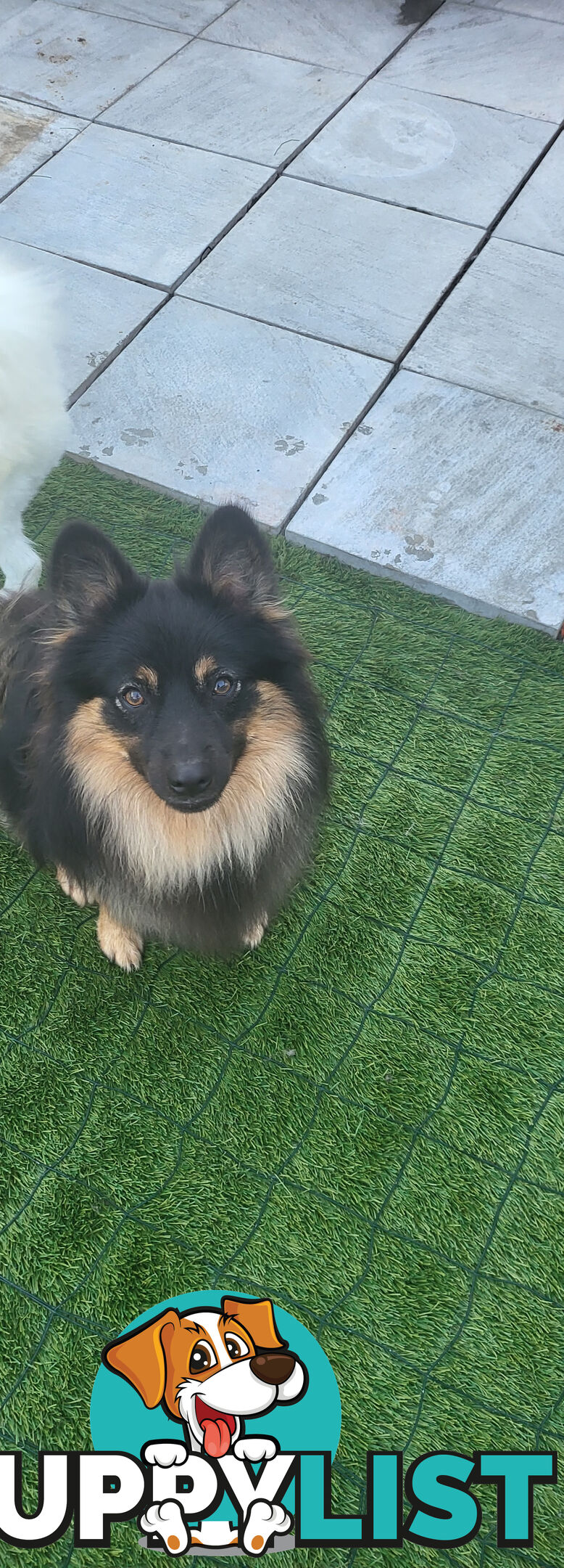 Gorgeous Spitz x Aussie Pom Pups ❤️ Ready to be homed this week!