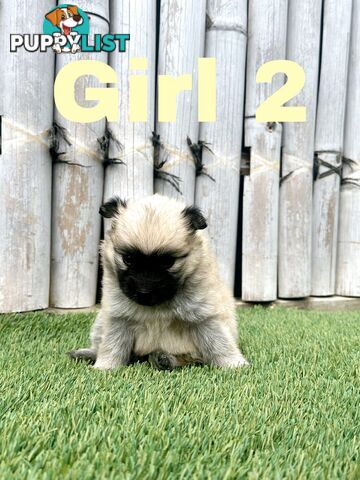 Gorgeous Spitz x Aussie Pom Pups ❤️ Ready to be homed this week!