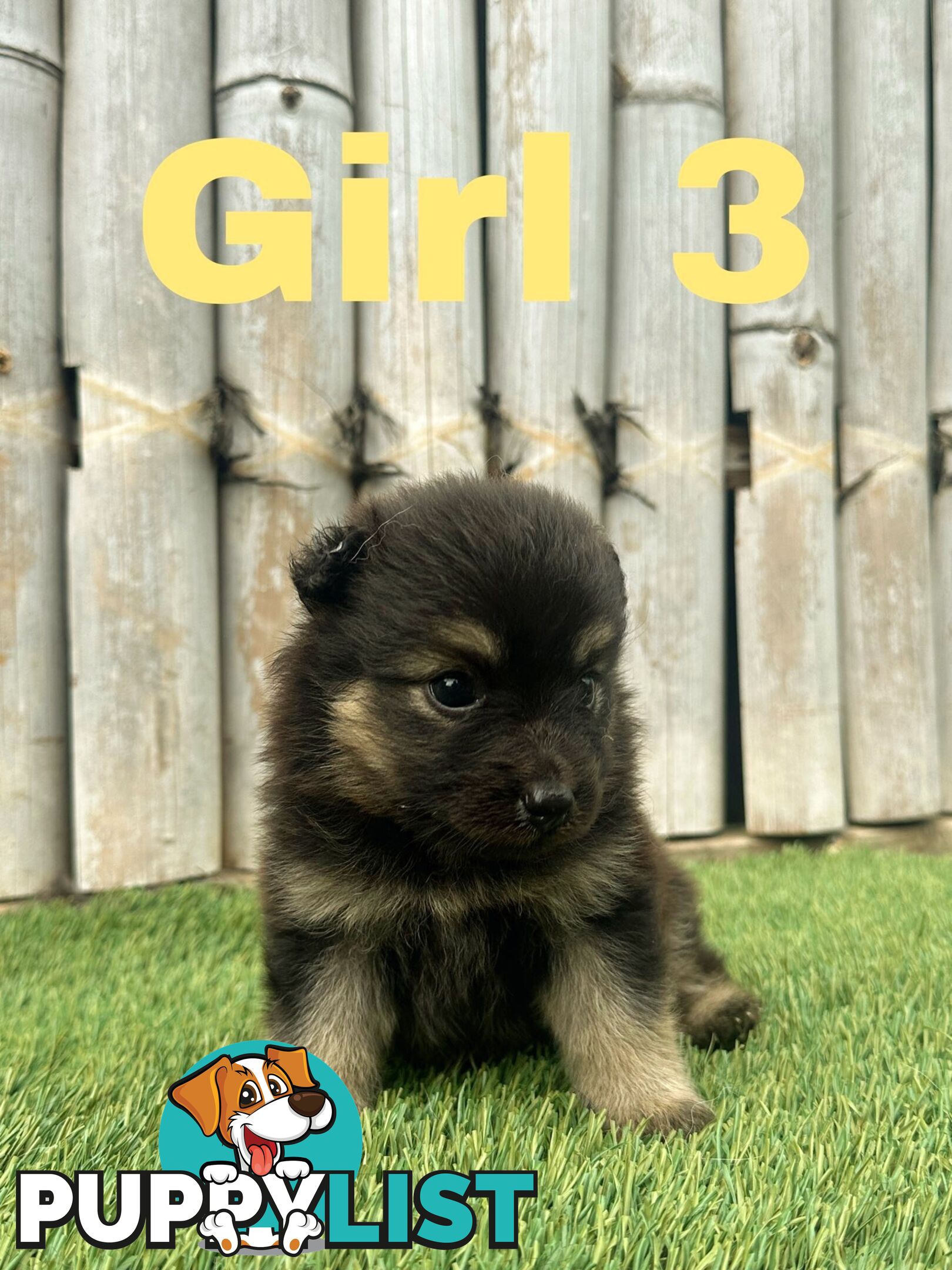 Gorgeous Spitz x Aussie Pom Pups ❤️ Ready to be homed this week!