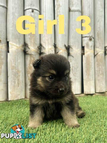 Gorgeous Spitz x Aussie Pom Pups ❤️ Ready to be homed this week!