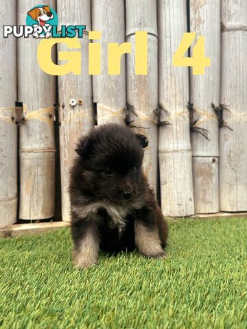 Gorgeous Spitz x Aussie Pom Pups ❤️ Ready to be homed this week!