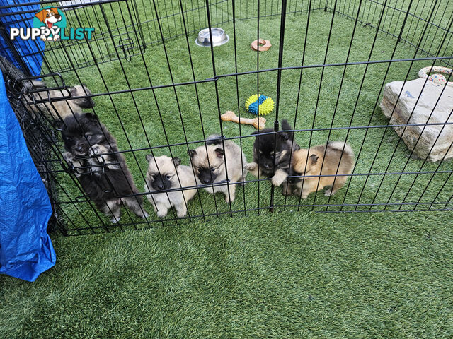 Gorgeous Spitz x Aussie Pom Pups ❤️ Ready to be homed this week!