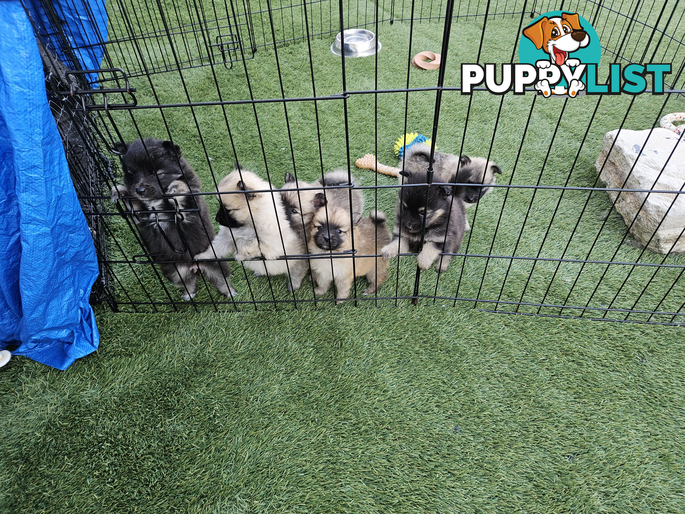 Gorgeous Spitz x Aussie Pom Pups ❤️ Ready to be homed this week!