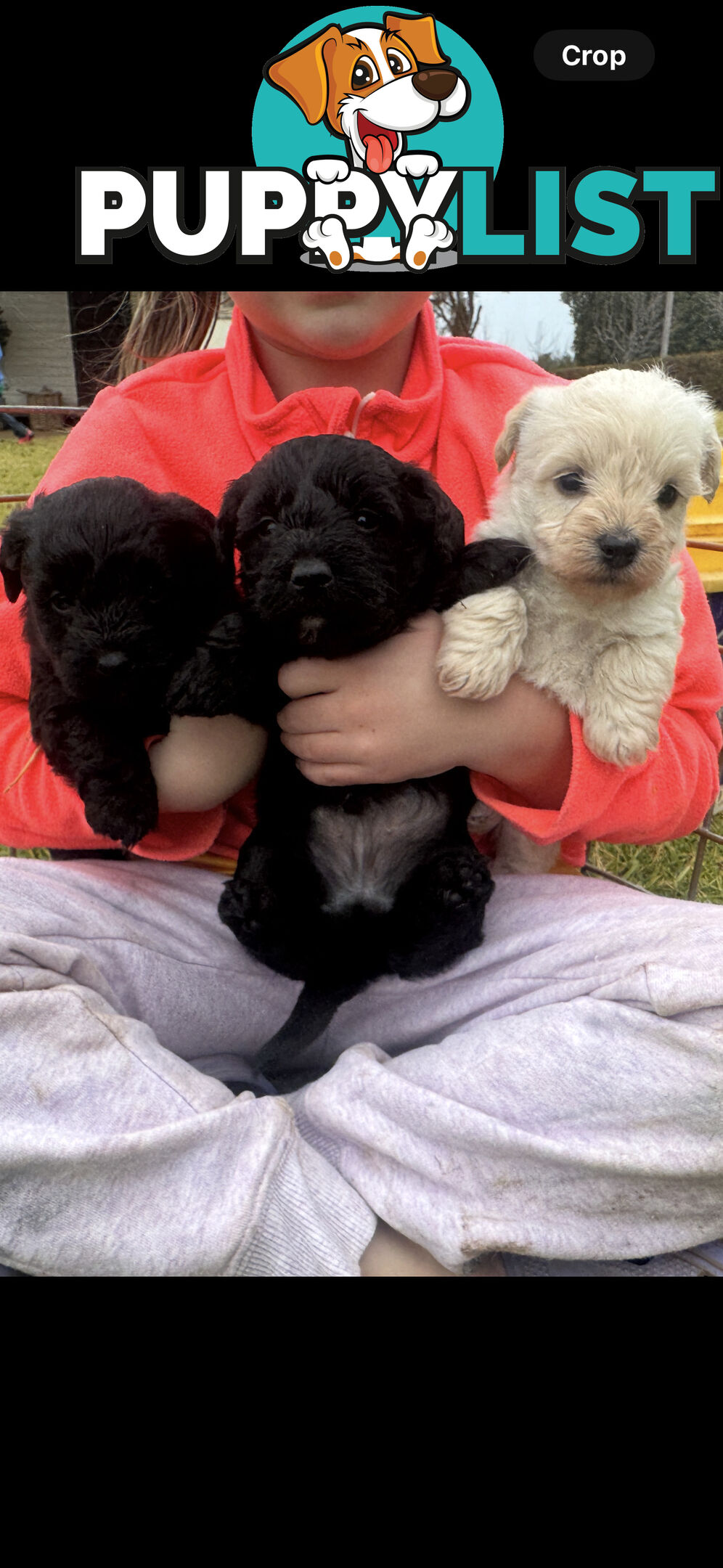 Westipoo