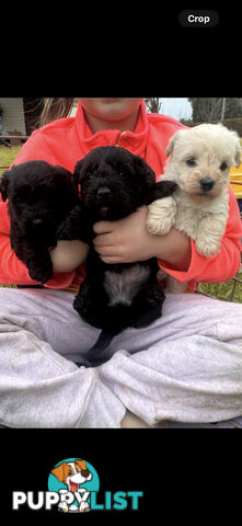 Westipoo
