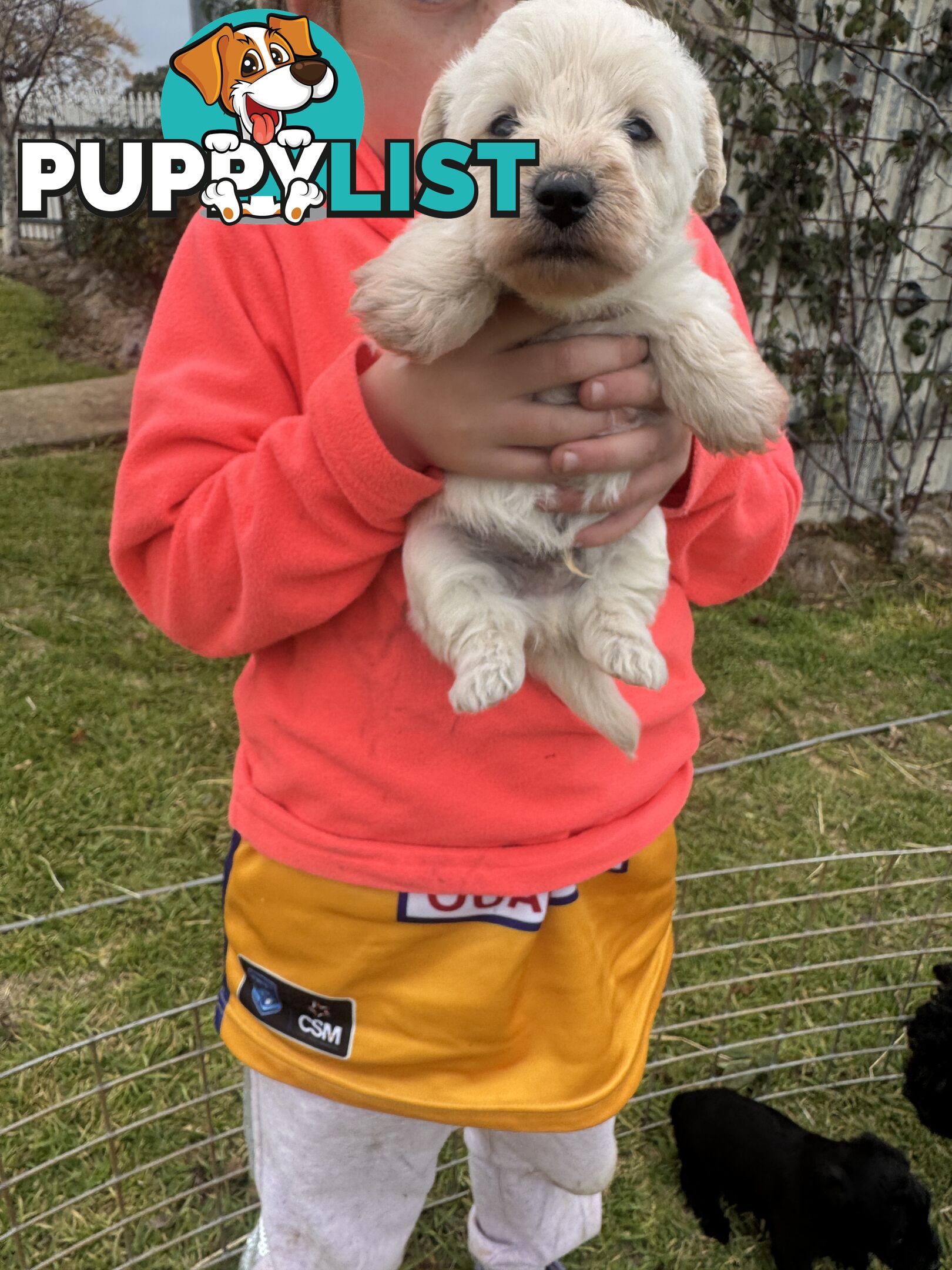 Westipoo