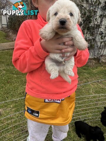 Westipoo
