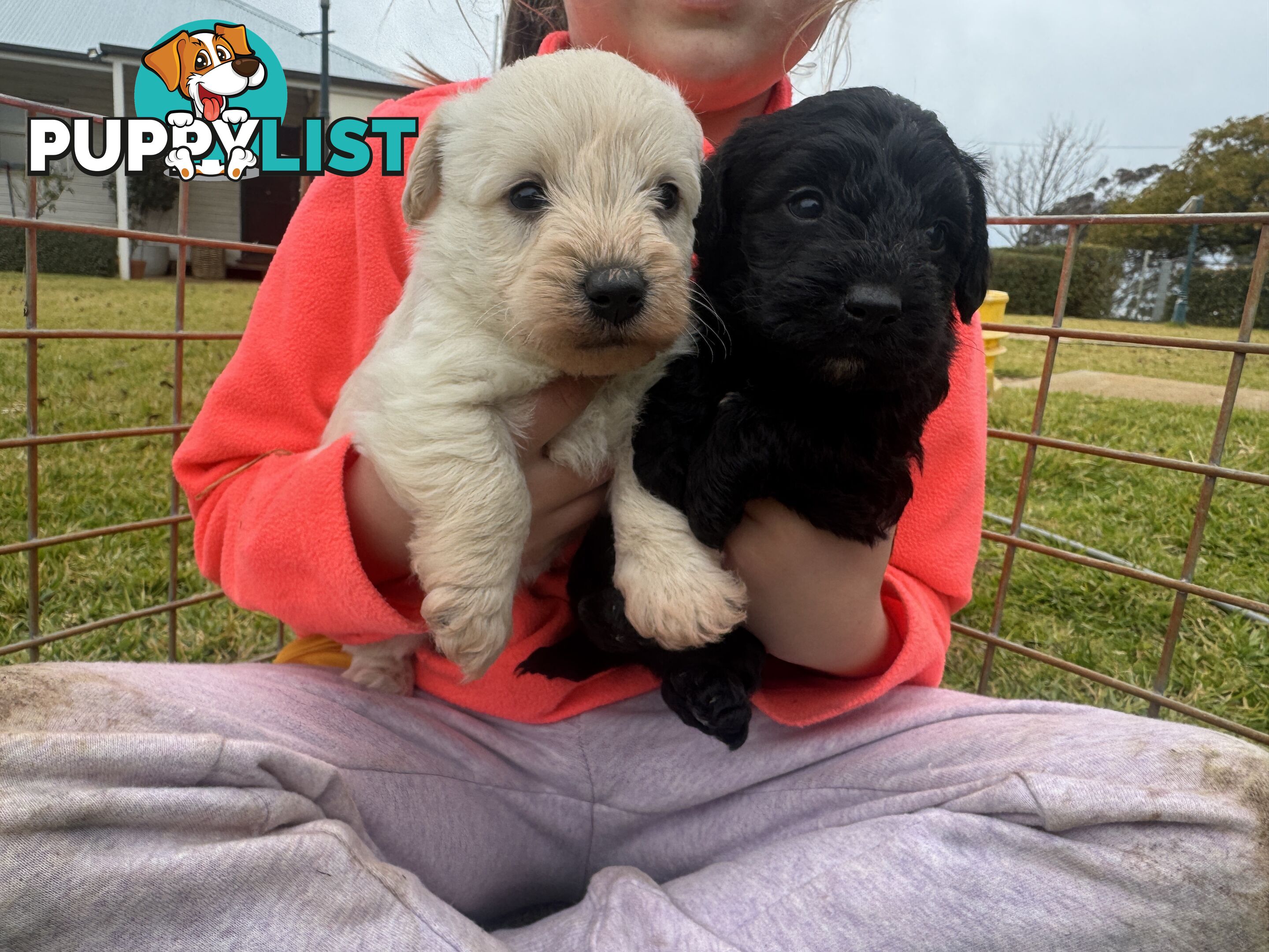 Westipoo