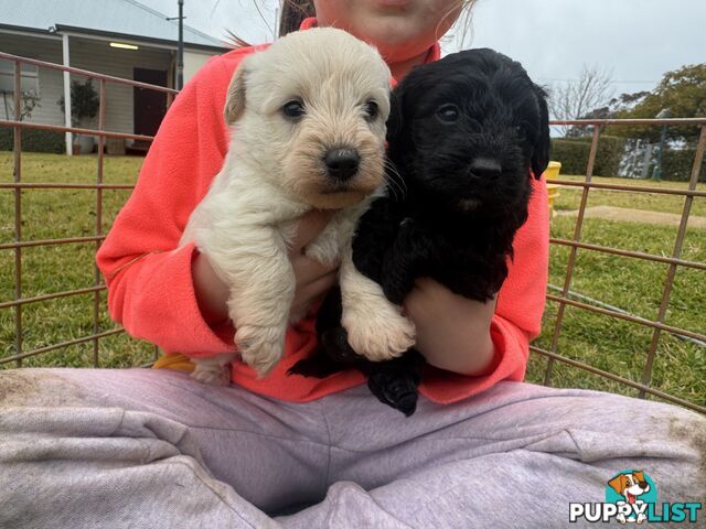Westipoo
