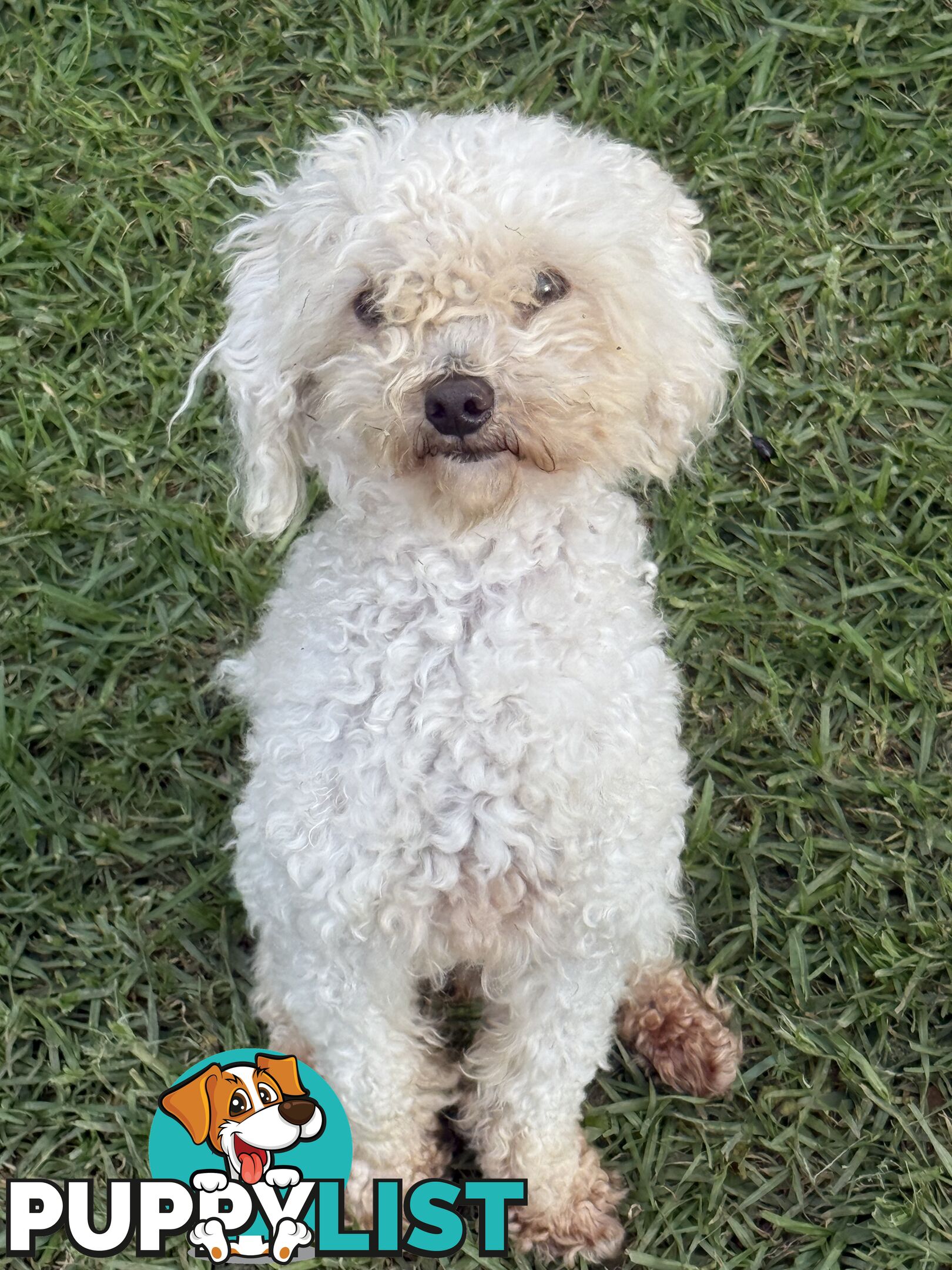 This is a three-year-old female purebred miniature toy poodle that is now available for breeding.