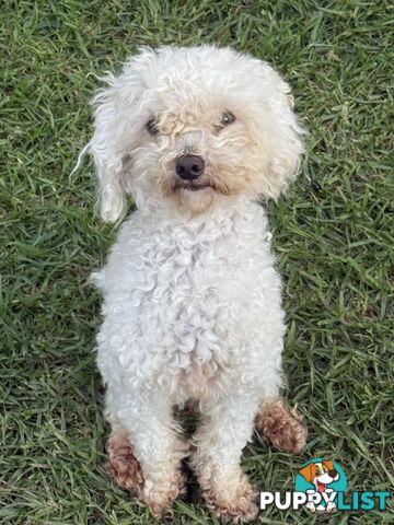 This is a three-year-old female purebred miniature toy poodle that is now available for breeding.