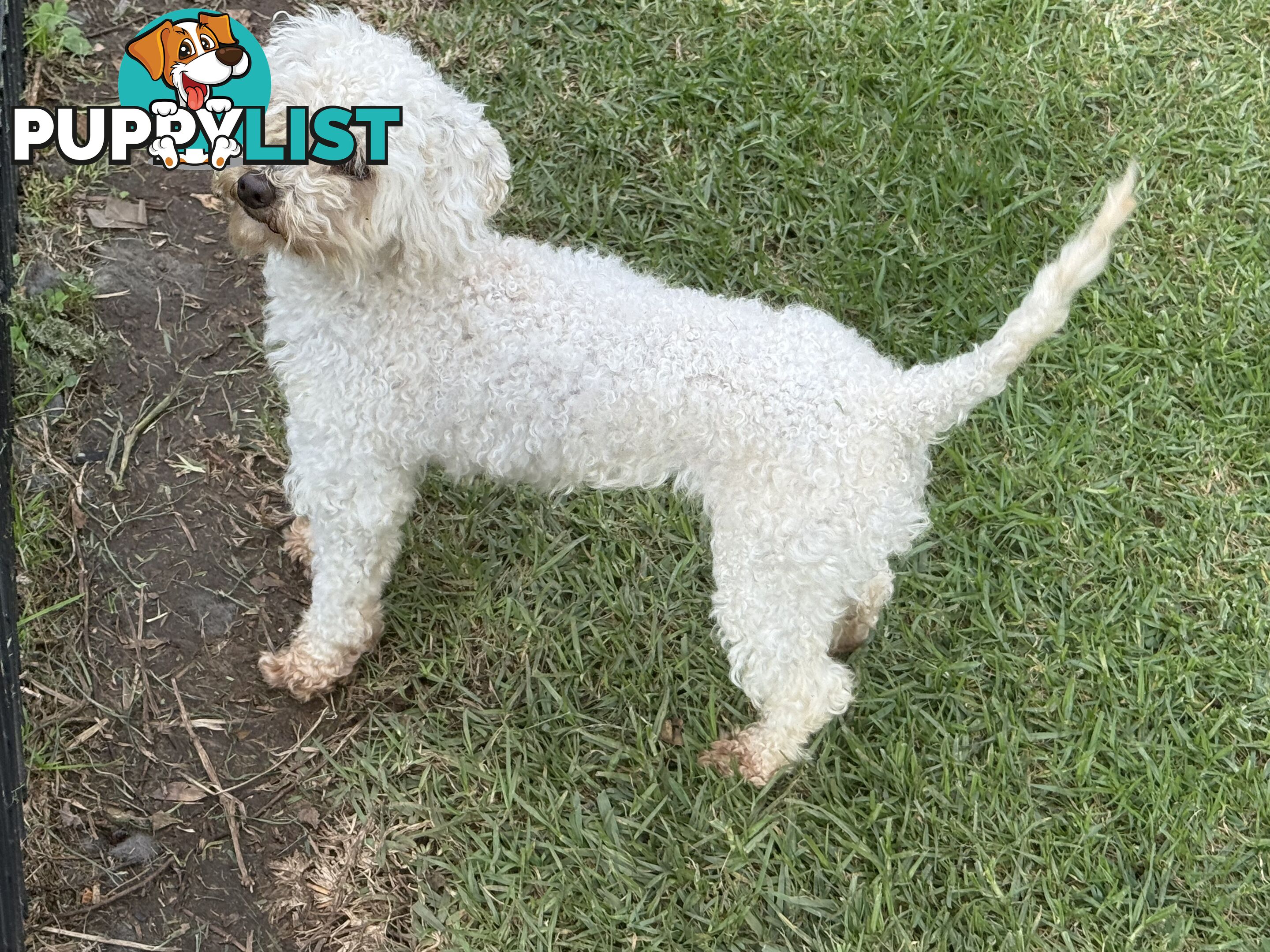 This is a three-year-old female purebred miniature toy poodle that is now available for breeding.